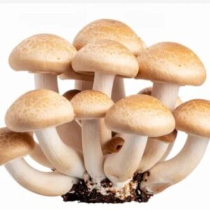 exotic mushroom